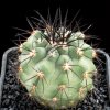 Copiapoa_atacamensis_1